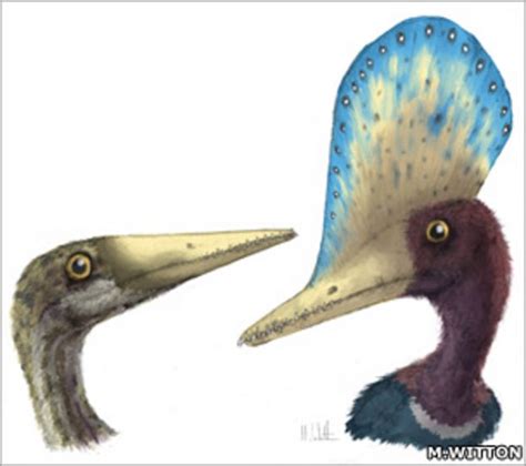 Fossil Female Pterosaur Found With Preserved Egg Bbc News