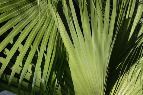Листья пальмы (Большое количество фото!) - treepics.ru