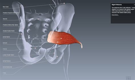 Piriformis, origin front of sacrum, inserts on greater trochanter ...