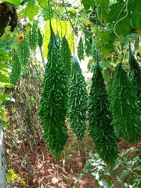 Bitter Gourd Sahaja Seeds