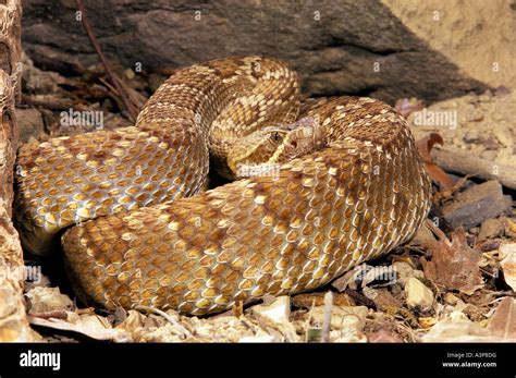 Mojave Rattlesnake Crotalus Scutulatus Western Usa Stock Photo Alamy