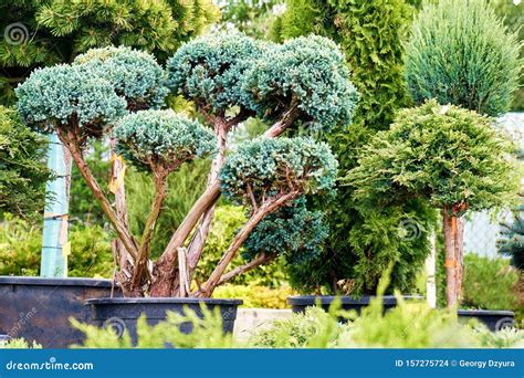 Beautiful Juniper Trees In Pots In Outdoor Garden Shop Stock Photo