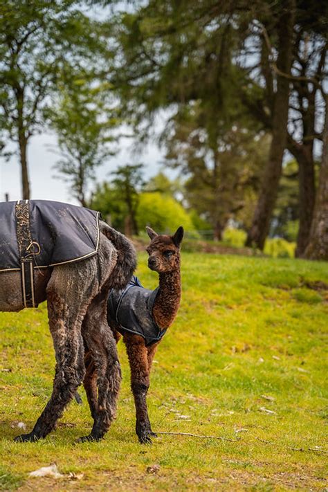 Mating Pregnancy And Birthing In Alpacas