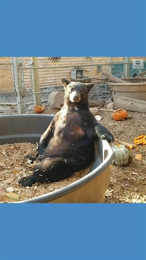 Abc Newsさんのインスタグラム動画 Abc Newsinstagram 「not Your Average Bear This Rescued Black Bear Is The