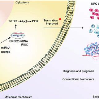 Hypothetical Model Of Circman A Function In Npc In The Nucleus