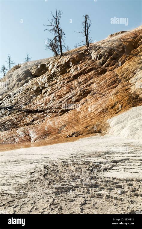 Dead Trees And Thermophile Organisms At Mammoth Hot Springs