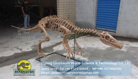 eoraptor Skeleton,animatronic dinosaurs,artificail dinosaur skeleton,Eoraptor fossils replica ...