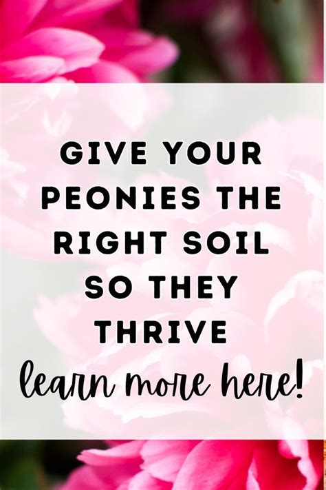 The Best Soil For Peony Flowers In Peony Care Tips Peonies