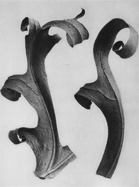 Karl Blossfeldt L A Noble Gallery Karl Blossfeldt Nature Artists