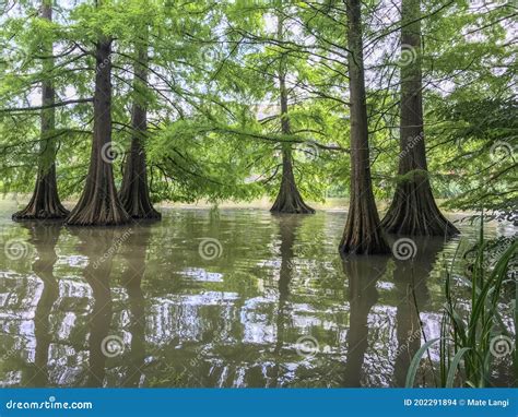 Swamp Trees Standing In Water Royalty-Free Stock Image | CartoonDealer ... 