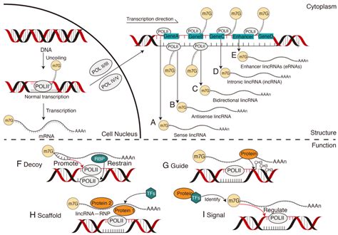 Biogenesis Mode Of Action And The Interactions Of Plant Non Coding Rnas