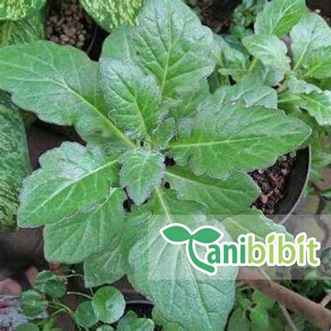 Jual BIBIT TANAMAN DAUN DEWA TANAMAN DEWA OBAT POHON HERBAL