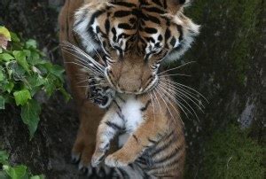 Food Chain Interactions - Sumatran Tiger