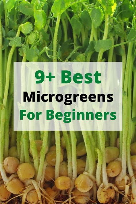 How To Grow Microgreens At Home Step By Step Guide Artofit