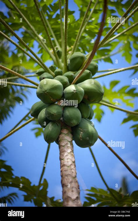 Papayas Growing On Papaya Tree Carica Papaya In A Tropical Organic