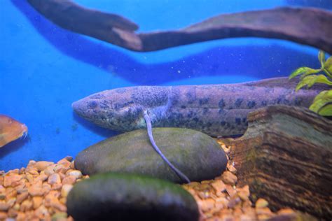 African Lungfish