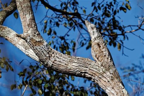 10 Facts About the Creatively Camouflaged Potoo Bird - Fact Animal