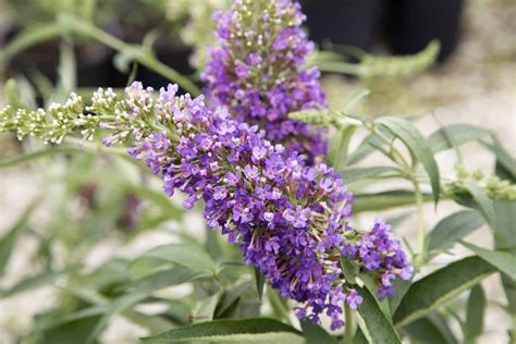 Ultra Violet™ Buddleia Southern Living Plants