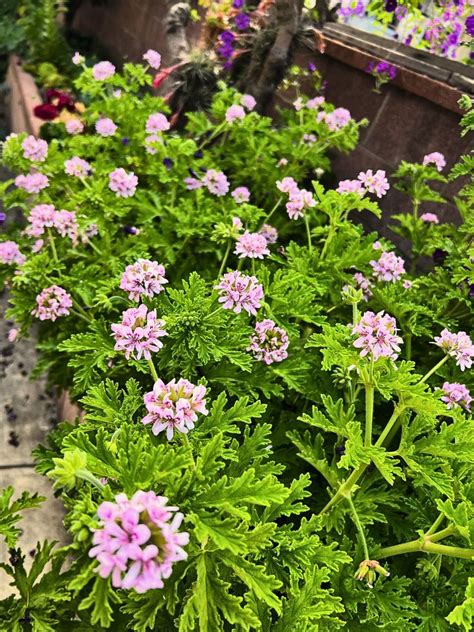 Citronella Plant Flower Power