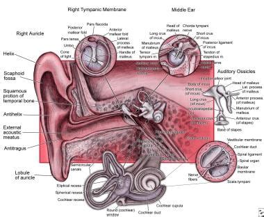 Eustachian Tube Function Overview Embryology Of The Eustachian Tube