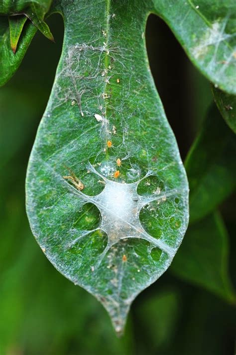 Baby Spider stock photo. Image of eggs, crawling, black - 33471706