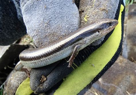 Western Skink In March 2018 By Matt Gruen INaturalist