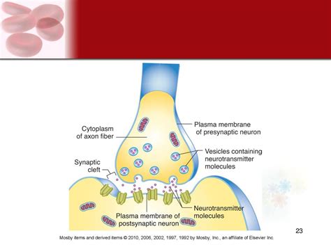 Intro To The Nervous System Ppt Download