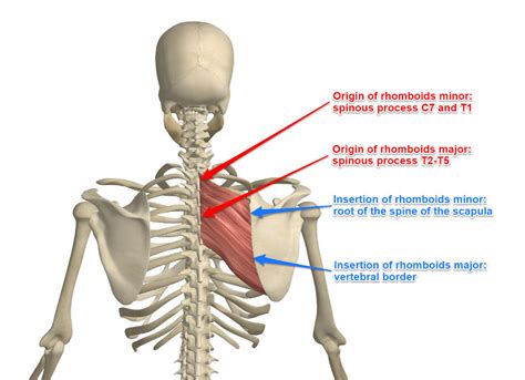 Rhomboid Muscle Anatomy