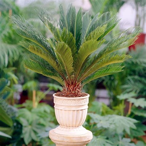 Perennial Cycas Revoluta Sago Palm Home Or Office Plant Cm