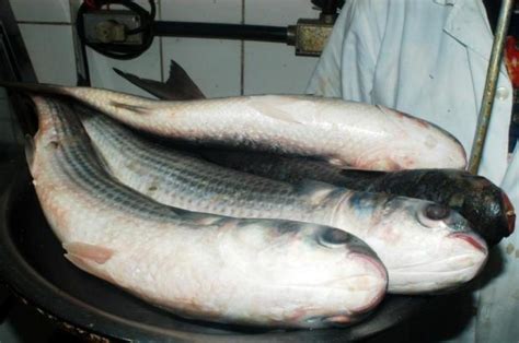 Caminhão do Peixe oferece tainha fresca nesta semana em Itajaí