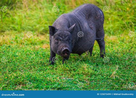 Vietnamese Pot Bellied Pig Stock Image Image Of Breed