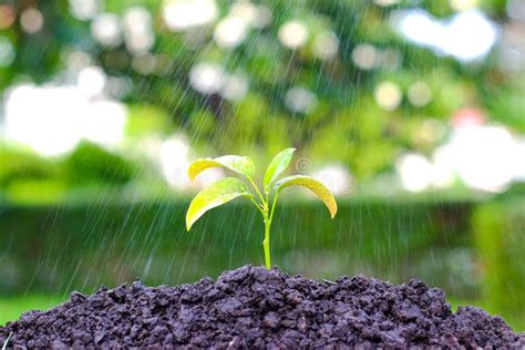 O Verde Brota Na Chuva Em Um Jardim Crescimento Da Planta Molhando