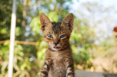 Selective Focus Photography Of Tabby Kitten · Free Stock Photo