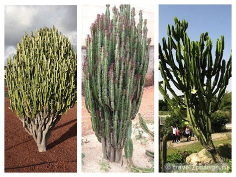 Молочай трехгранный (Euphorbia trigona)