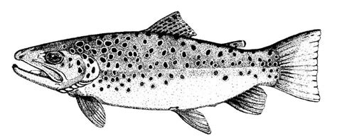 Brown Trout Salmo Trutta Fish Coloring Page Fish Brown Trout