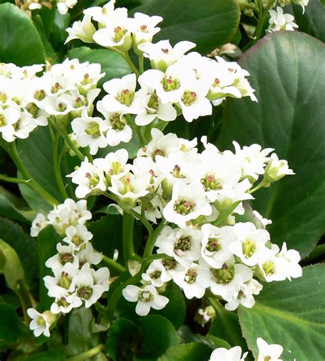 Heartleaf Bergenia – GardenTap