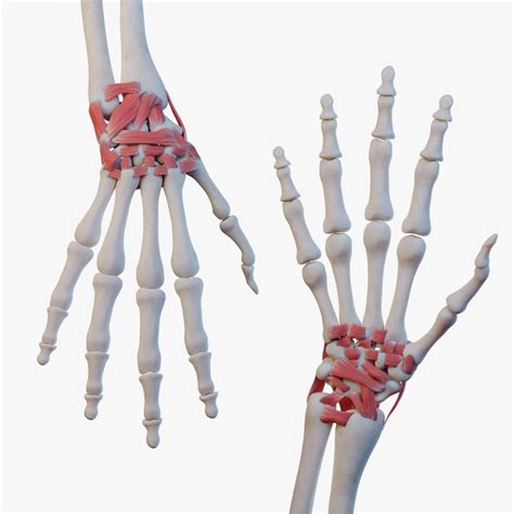 D Model Wrist Joint Ligaments Turbosquid