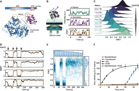 The Conformation Of Individual Fluc IDS Molecules Can Be Monitored In