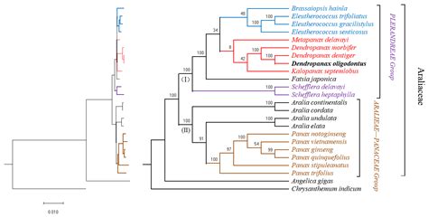 Genes Free Full Text Complete Chloroplast Genome Sequence Of The