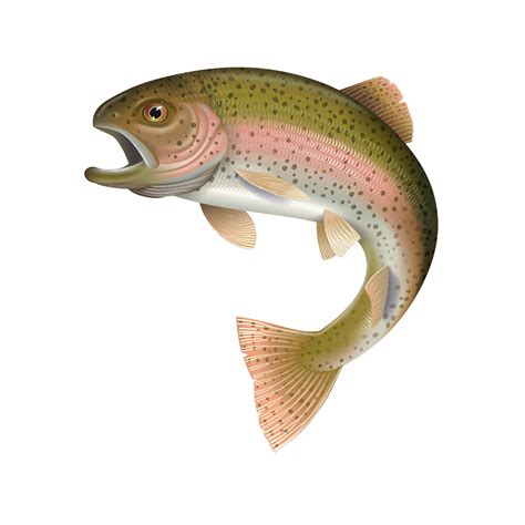 Rainbow Trout Vector