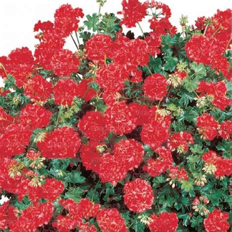 Ампельная плющелистная пеларгония (герань) Corriente Red Imp.: купить ...
