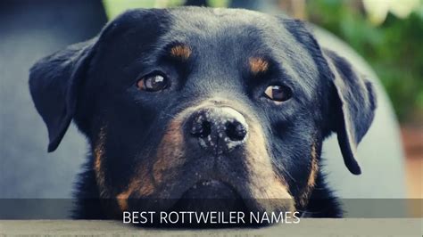 Ultimate List of the Top 800+ Rottweiler Dog Names - German, Male, Female, Cool, and Best Puppy ...