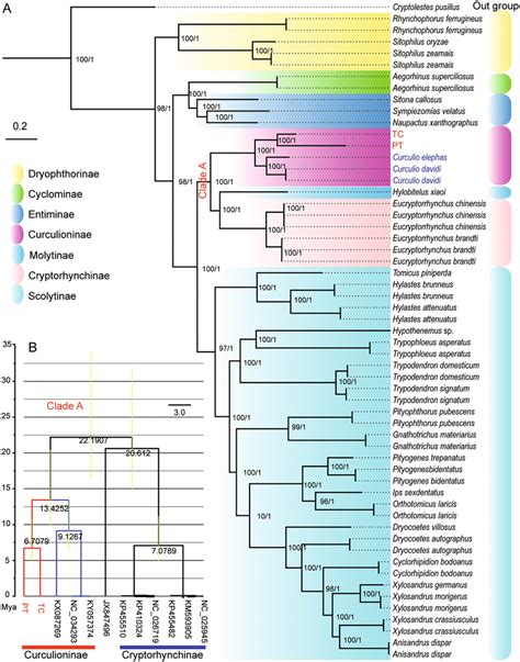 Maximum Likelihood And Bayesian Phylogenetic Tree Based On Protein Download Scientific Diagram