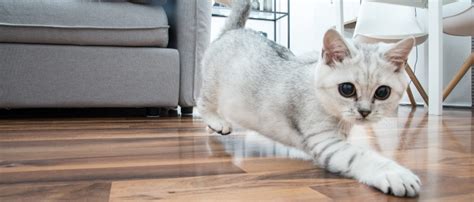 Cat Zoomies: The Bizarre Behavior Explained | Four Paws