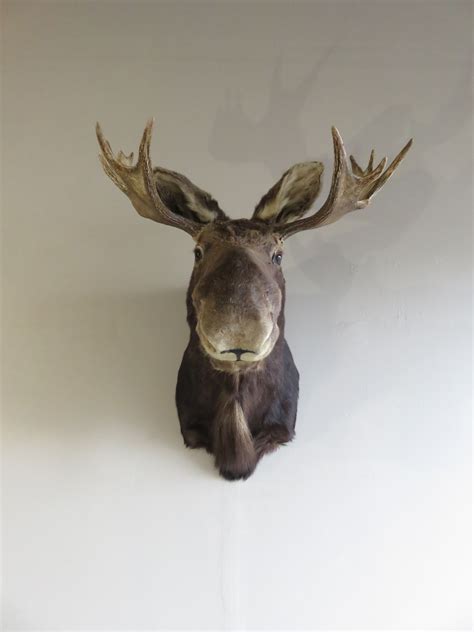 Bull Moose Shoulder Mount O-108M – Mounts For Sale