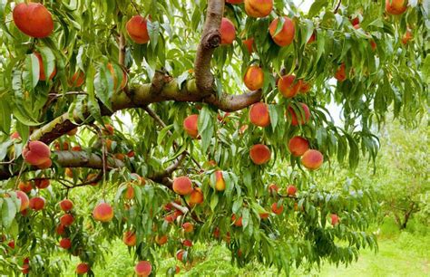 Best Fruit Trees To Grow In North Carolina Guide Peach