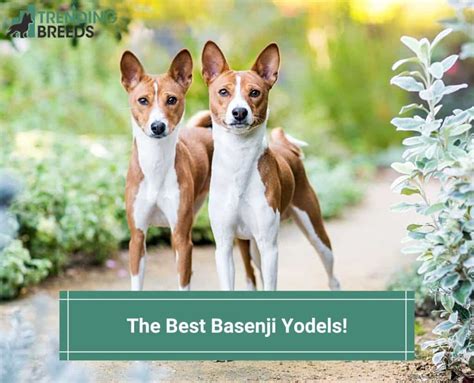 The Best Basenji Yodels! (2022)