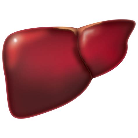 20000 Free Human Liver And Human Images Pixabay