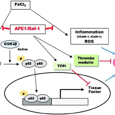 Schematic Model Of The Pathways Involved In Fecl 3 Induced Thrombus