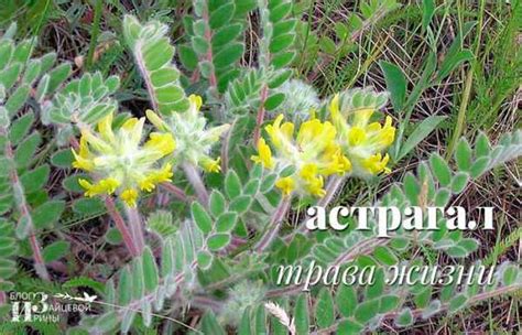 Трава астрагала лечебные свойства и противопоказания – лечебные ...